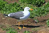 Lesser Black-backed Gull